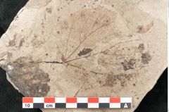 Foto (Detailansicht) von Tilia platyphyllos Scopoli (NHMW-GEO-2024-0188-15019)